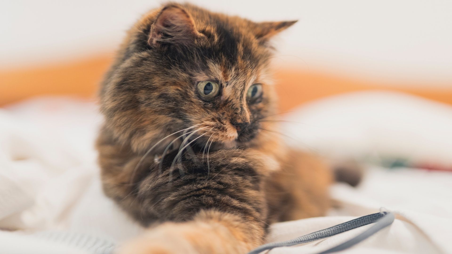 cat playing on bed