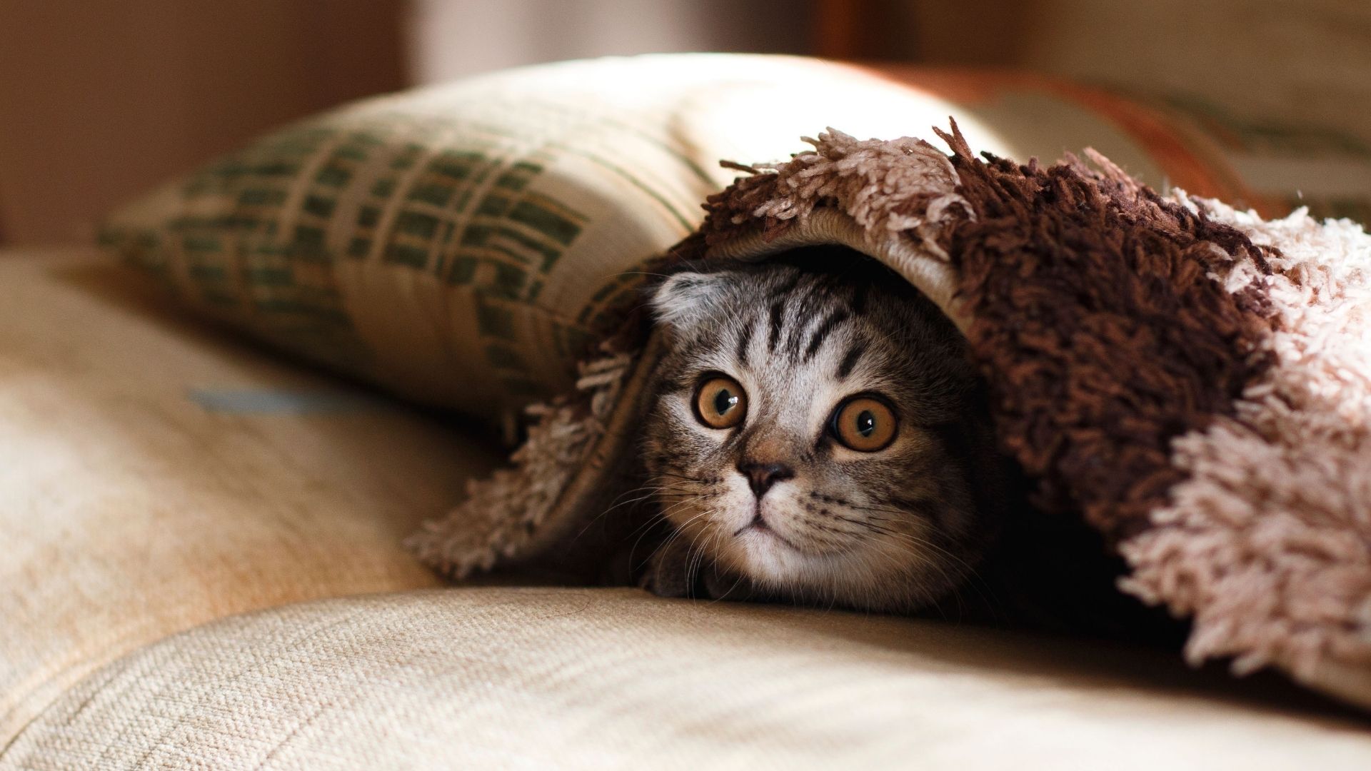 cat under blanket