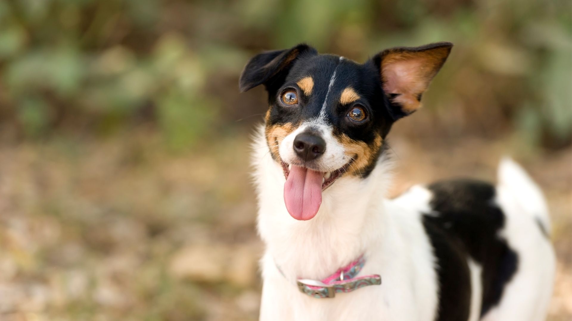 small happy dog