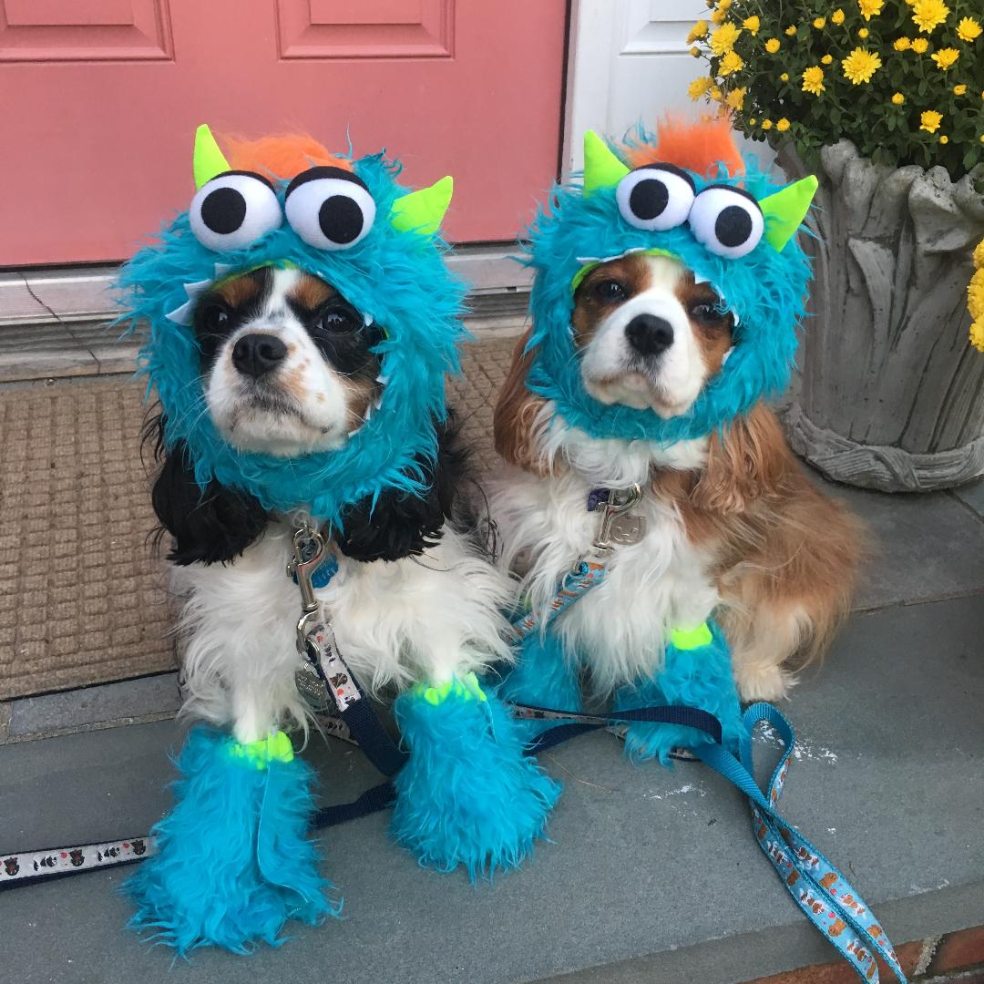 dogs with costumes