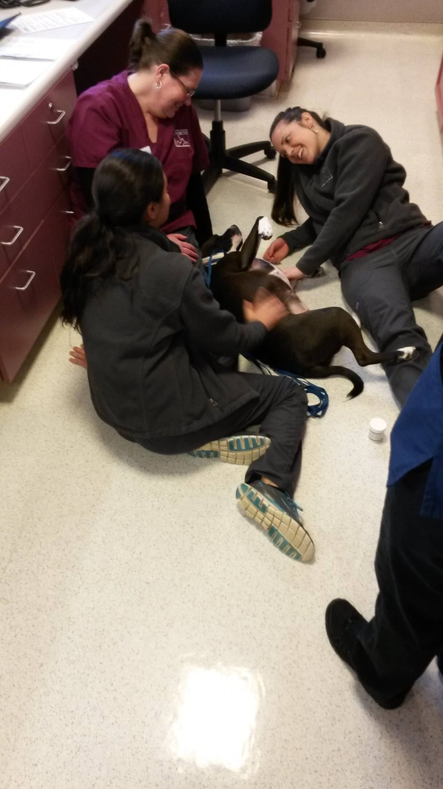 vets on floor with dog