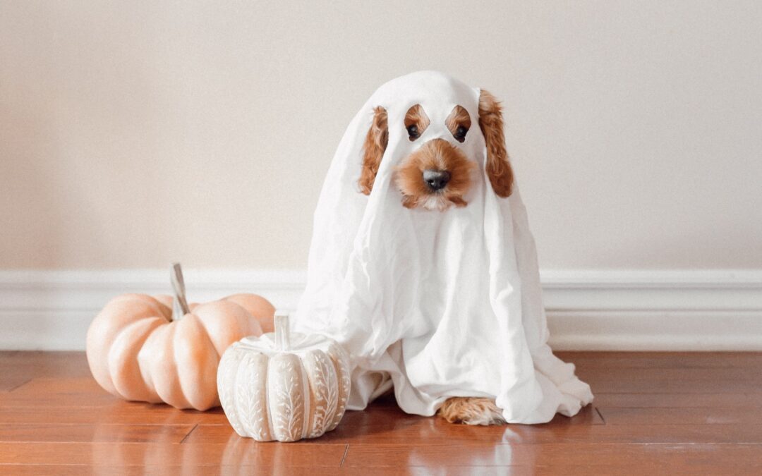 Fluffy dog with sheet ghost costume on, standing next to some pumpkins.