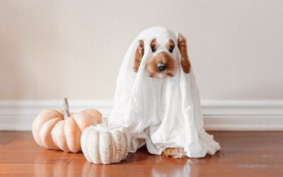 5 Halloween Pet Safety Tips to Take the Horror Out of Halloween