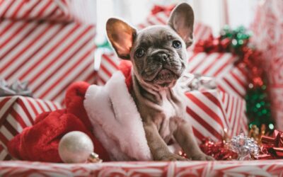 Holiday Hazards Can Harm Your Pet