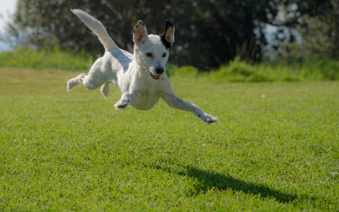 White dog playing and jumping in a field of grass