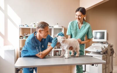 3 Signs It’s Time for the First Pet Dental Cleaning