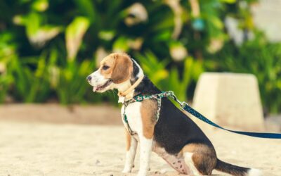 Ensure A Safe Stroll: Tips To Shield Your Puppy From Hazards While On Walks