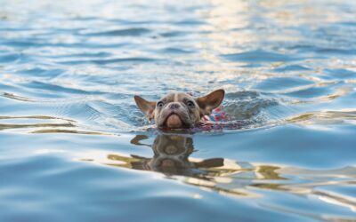 Five Essential Tips for Ensuring a Safe Swimming Experience with Your Beloved Pet