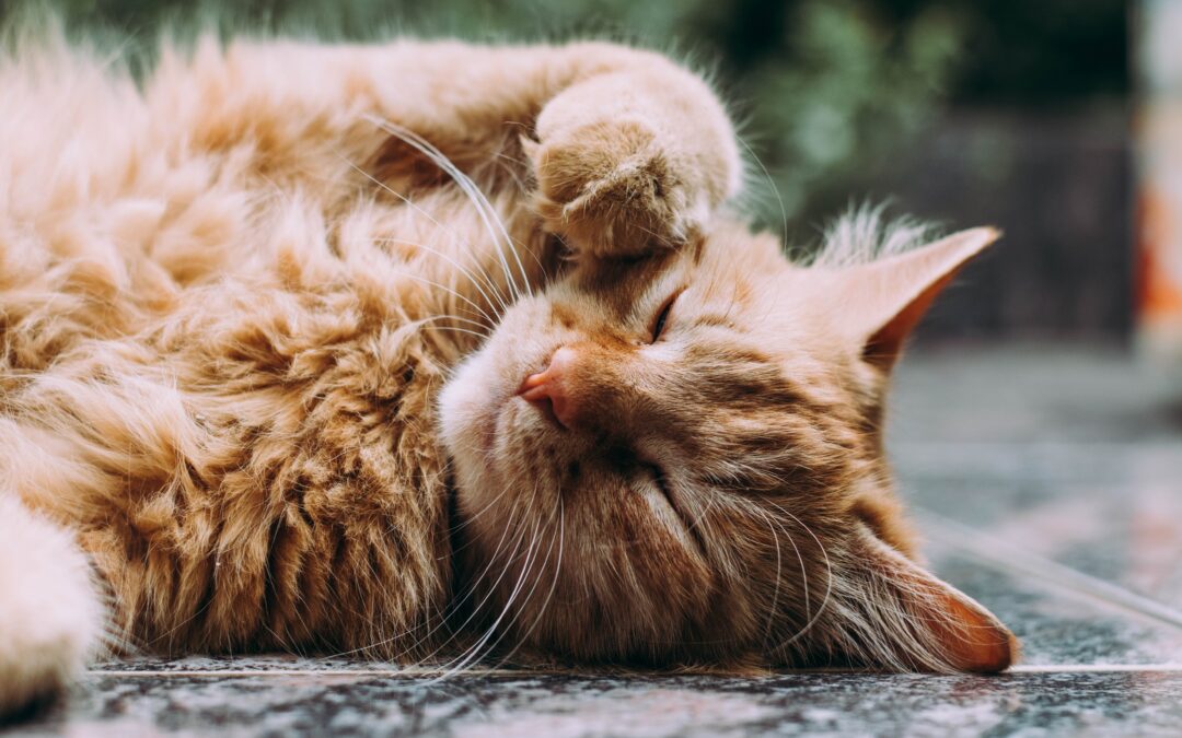 Orange cat lying on its back