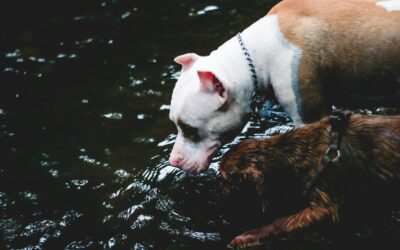 Maintain Your Pet’s Hydration in the Summer