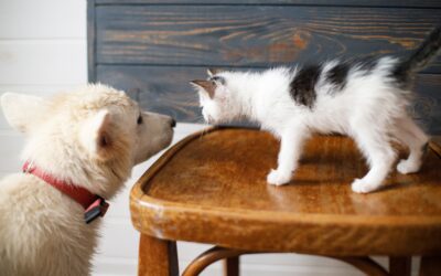 Seamless Transitions: Ensuring Successful New Pet Introductions