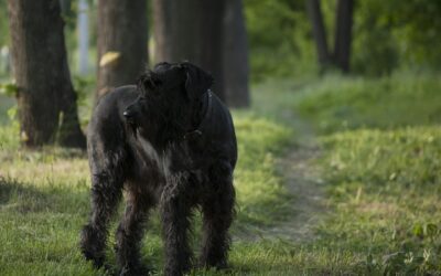 Navigating Lyme Disease in Canines: A Pet Owner’s Guide