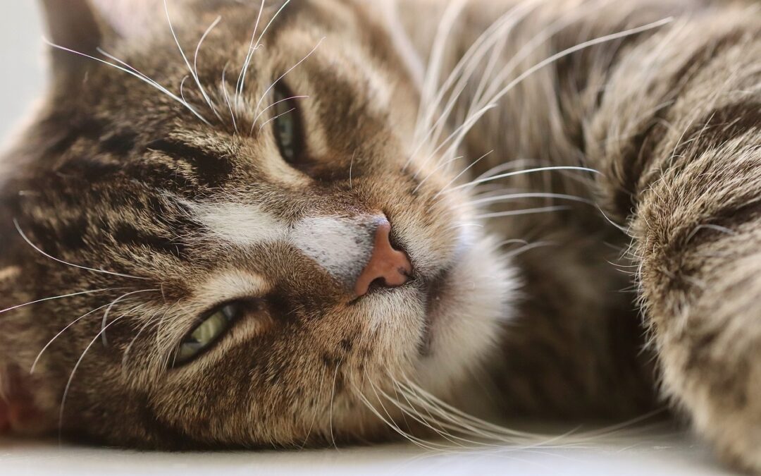 Close up of cat laying down