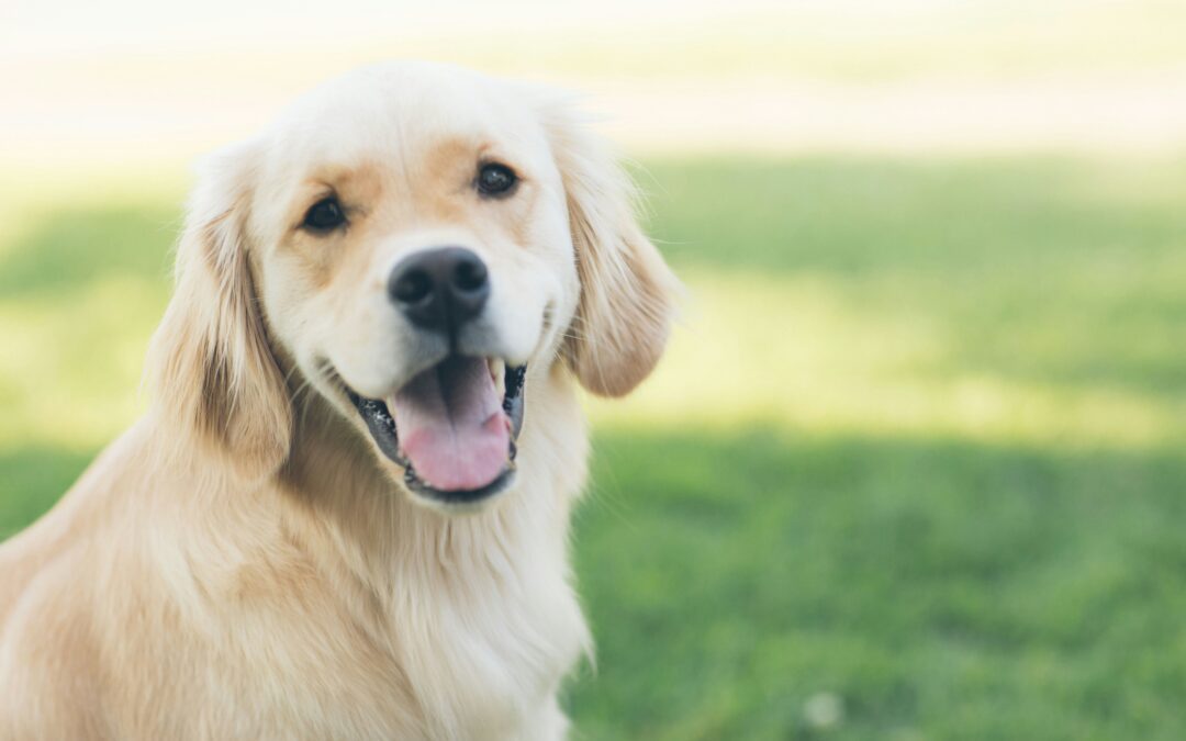 Golden retriever puppy smiling