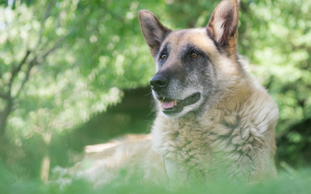 A German Shepherd lying on the grass with a slightly open mouth, looking attentive