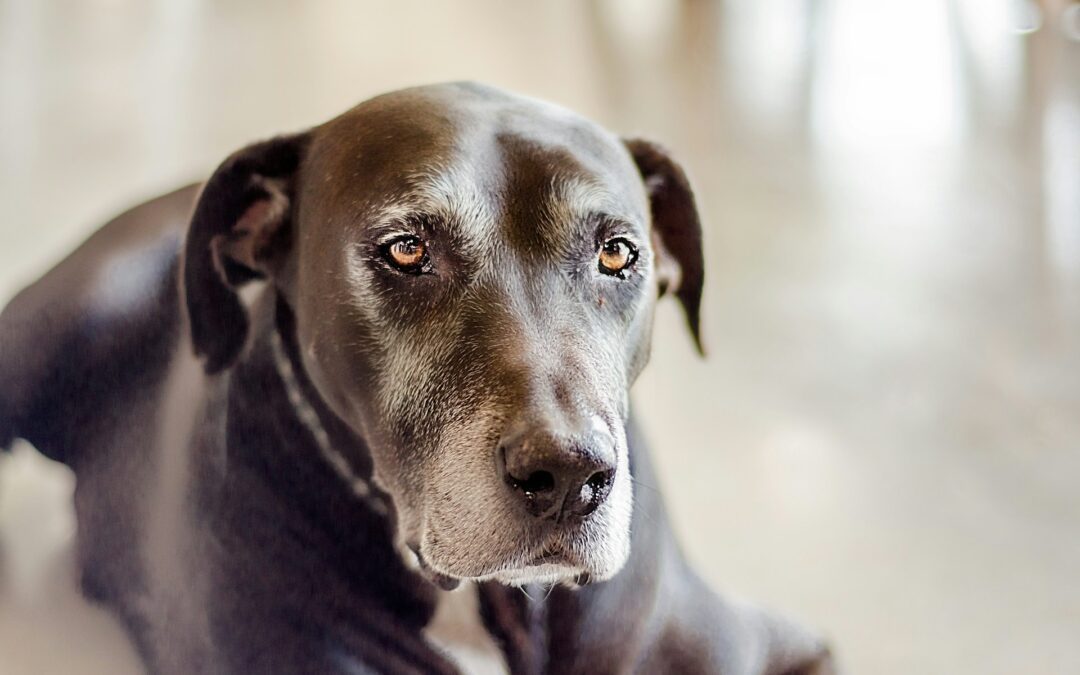 Senior black dog with gray muzzle lying down indoors