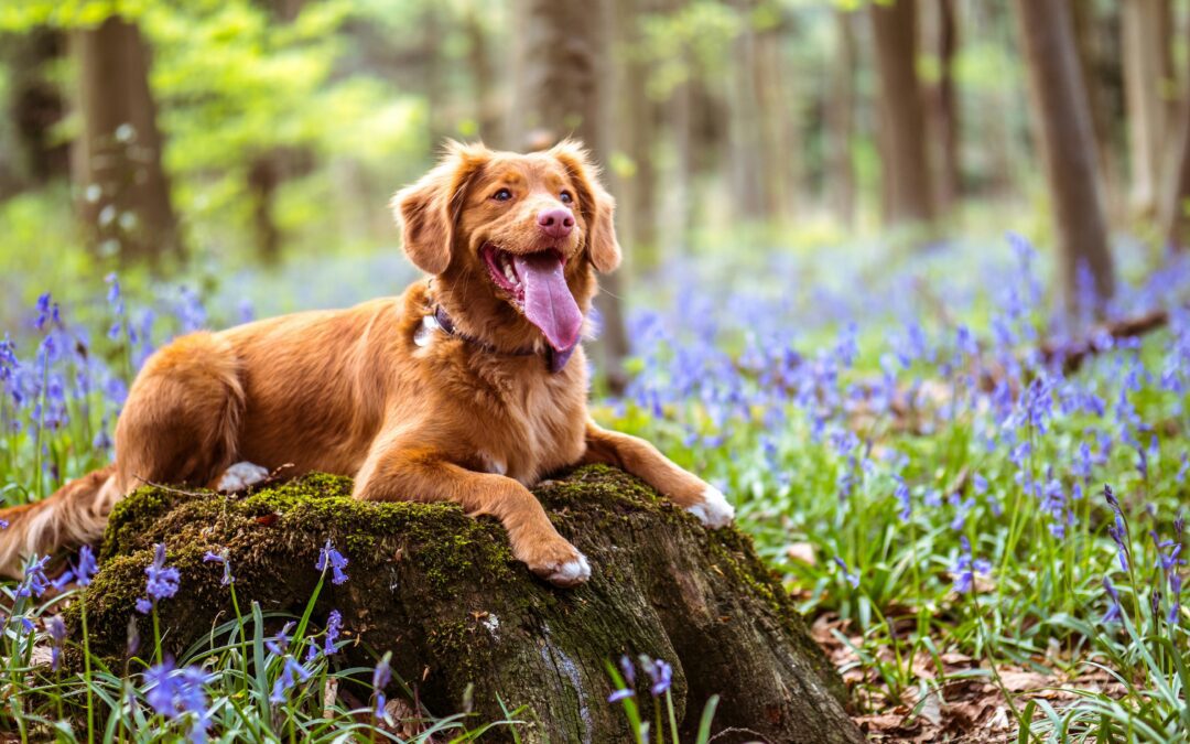 A happy brown dog sitting on a moss-covered tree stump surrounded by blooming bluebells in a peaceful forest